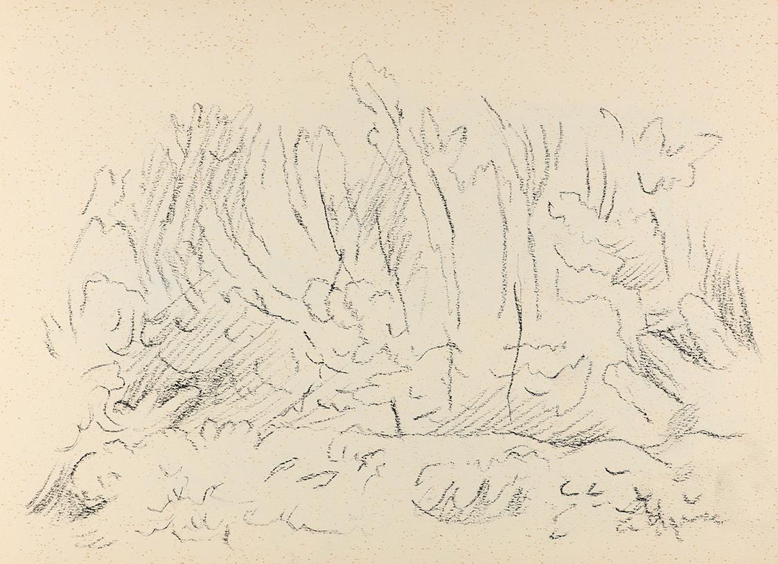 Alfred Wickenburg, Pflanzen, um 1955, Kohle auf Papier, Blattmaße: 21 × 29,5 cm, Privatbesitz