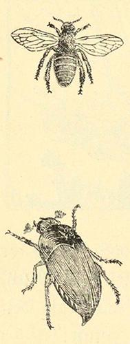 Koloman Moser, Illustrationen "Die Biene" und „Der Maikäfer“, 1913, Buchdruck, Blattmaße: 20,6  ...
