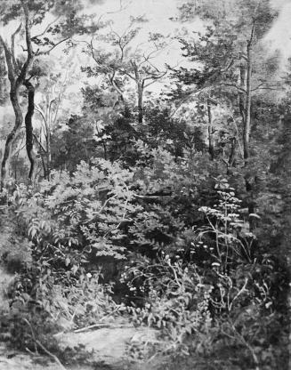 Tina Blau, Walddickicht, um 1867/1868, Öl, Roser-De Palma: 42,5 × 32,5 cm, unbekannter Verbleib